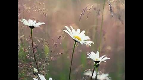 سورة العصر مكررة بصوت أحمد العجمى...🍂🍃🍁