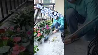 화분관리 예쁘게 하려면 이렇게 하세요 #쿠팡추천템 #인테리어 #집꾸미기