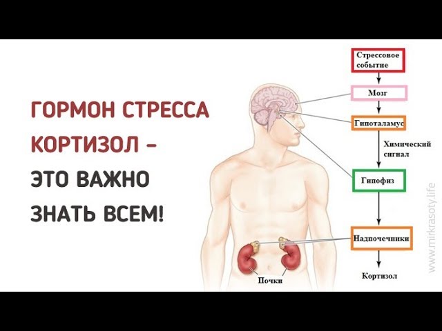 Слабость гормоны