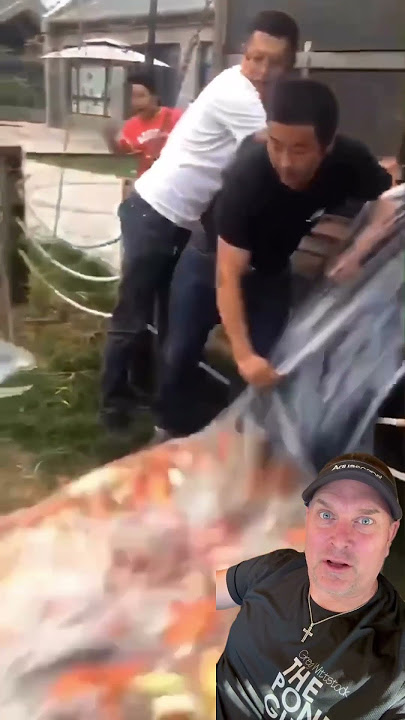 Koi Stocking Gone Wrong 😳#japanesekoi #koi #koipond