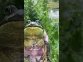 Bullfrog Croaking