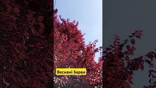 Весняні барви #спалахи #природа #nature #україна #garden