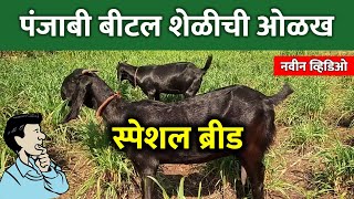 पंजाब बिटल शेळी | पंजाब बिटल बकरी | Punjab beetal goat 🔥🔥🔥