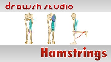 De hamstringspieren