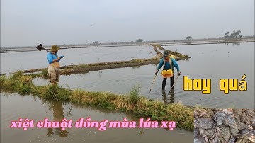 xiệt chuột ếch mùa lúa xạ. trúng đậm 10kg chuột đồng quá thế nhiều