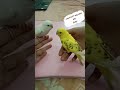 I Surprised My Budgie But......
