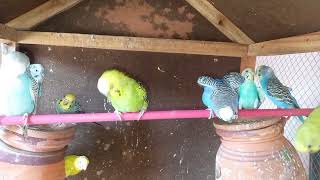May 15, 2024 Colorful Parrot Enjoying Green Grass  | #budgies #birds #larkanasindh