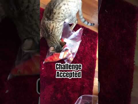 Video 12577291: savannah cat, fish cat toy, cat vs fish