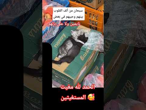 شوف كيف نايمين دعاء الرزق صلوا على النبي سبحان من الف القلوب بينهم