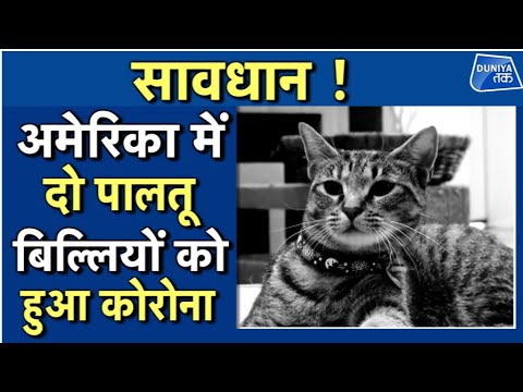 वीडियो: बिल्लियों में बिल्ली के समान इम्यूनोडेफिशियेंसी वायरस - बिल्लियों में FIV जोखिम, पहचान और उपचार