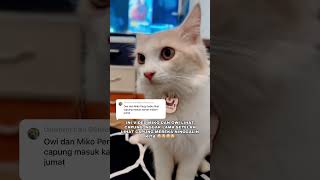 Kangen Miko dan Owi #kucinglucu #kucinganggoralucudanimut #kucingpintar #kucingsedih