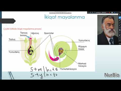 Video: Eukariotlar çoxalma prosesini necə sürətləndirirlər?