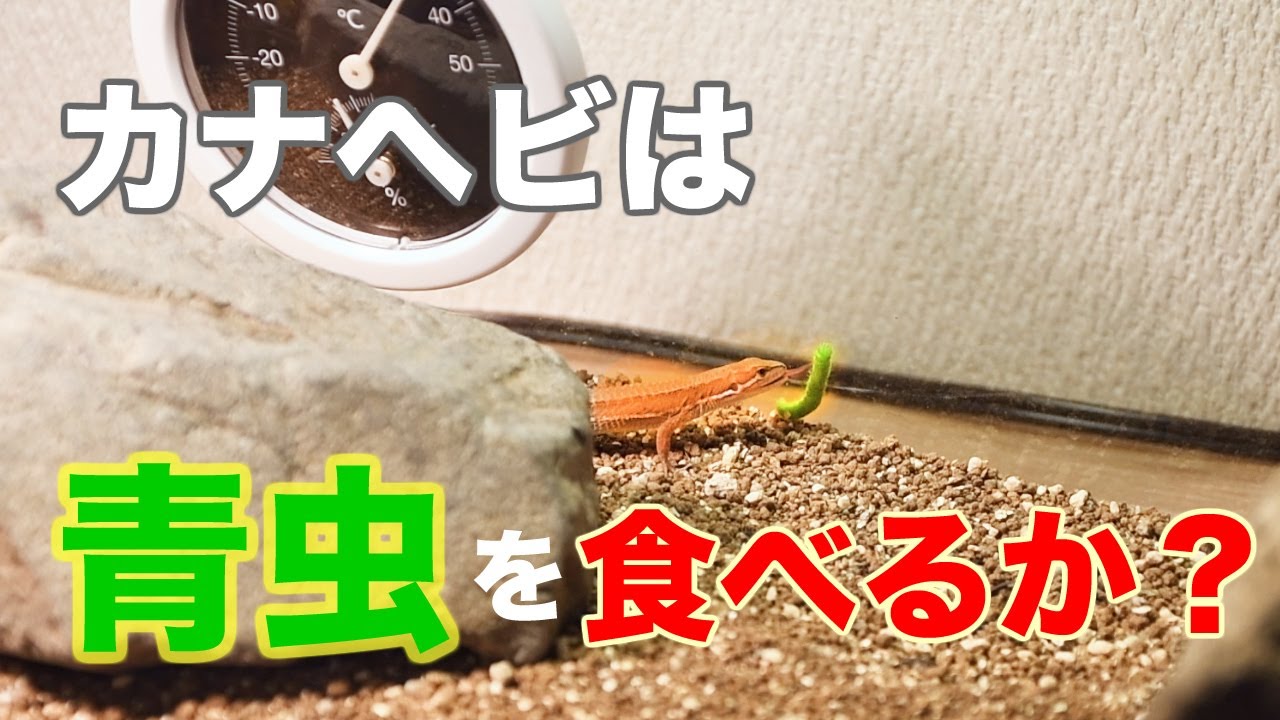 カナヘビは青虫を食べるのか？【餌】