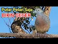 Volume Pelan Saja Bikin Geger _ LIVE Perkutut Lokal Gacor Alam Liar
