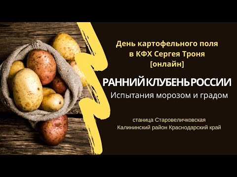 Вопрос: Какие характеристики картофеля сорт Ариель?
