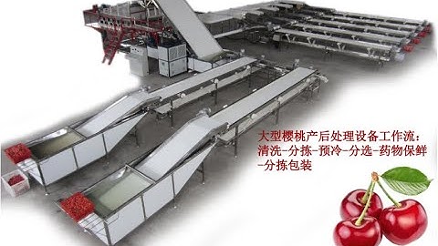 Full automatic industrial water flow cherry washing cooling size grading line sorting machine.