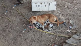 She Was Hungry, Crying Because Didn't Have Enough Milk to Feed 8 Puppies In The Middle of Hot Street