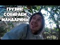 Собираем мандарины! ЗОЖ - моё второе имя! Батуми, Грузия [392 эпизод]