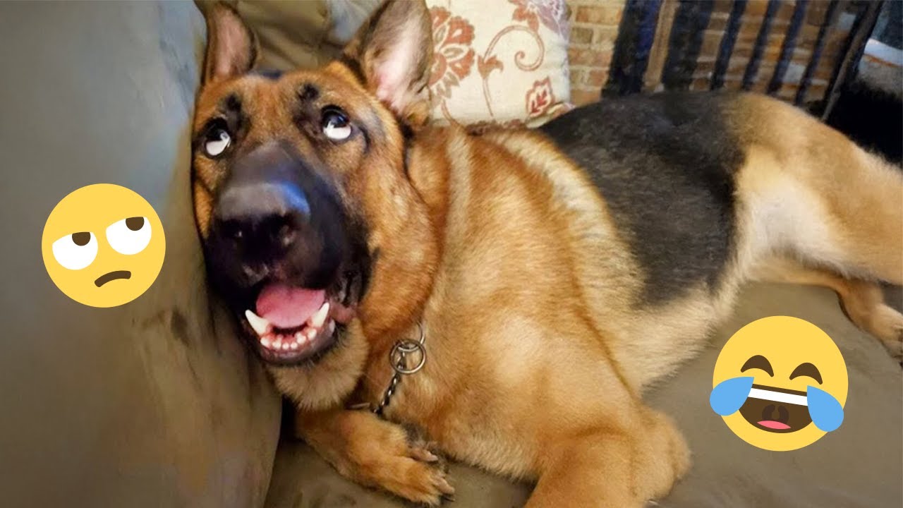 You Will Die Laughing At These Dogs 🐶 Best Animal Video Compilation You Can’t Miss 🤣