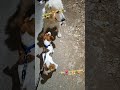 #JRT🐶🐾🐾Jack Russell 🐕‍🦺 #best 👍friends🧡🐕‍🦺🦮🐩 with 🐾🐾🐾#life is better with best friends 🧡 🐶🐾🐕‍🦺👬👫