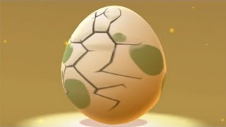 Quick 2Km Egg Hatching And Eggs Update