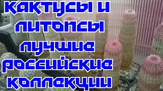«Кактусы и литопсы: одна из лучших Российских коллекций на (Сегодня)». «Кактусы и литопсы: одна из лучших Российских коллекций на (Сегодня)».