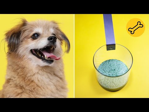 Video: Antiemetikai šunims