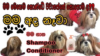 ශිට්සු බව්වෙක් හරියට නාවමු | How to bathe a Shih Tzu dog 🇱🇰 |ShihTzu @CoraMaisie