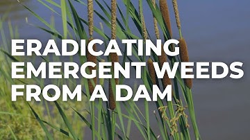 How to Remove Emergent Weeds from a Dam (for Good)