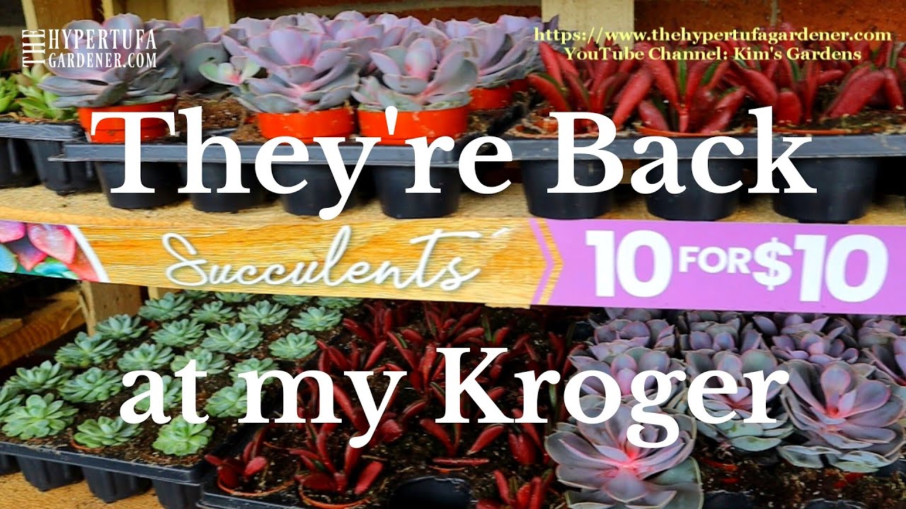Plant Shopping at Kroger Vandalia OHIO. Great Sale. Succulents 10 for
