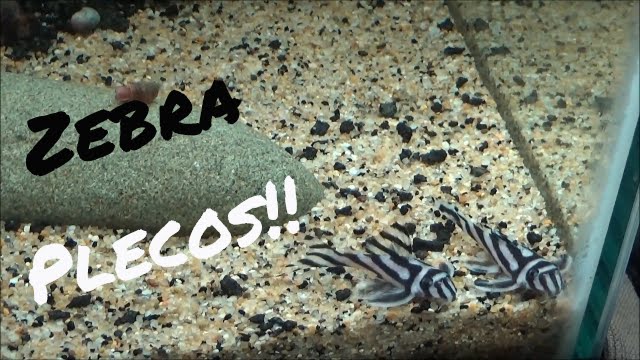 L46 Zebra pleco, Hypancistrus zebra pleco fish Tank Maintenance - YouTube