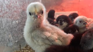 Download Lagu Pekin Bantam Chicks Grow Wing Feather First MP3