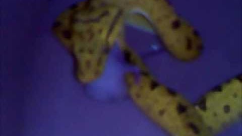 green tree python eating part 2