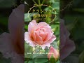【1分クラシック】バロック名曲集 #クラシック #リラックス #朝