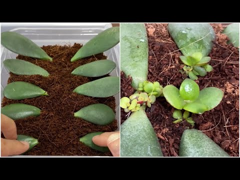 Jade Plant Propagation In Water And Coco Peat