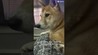 #dog #shiba #silly #smile #meme #happy #hermione