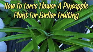 How To Force Flower A Pineapple Plant For Earlier Fruiting