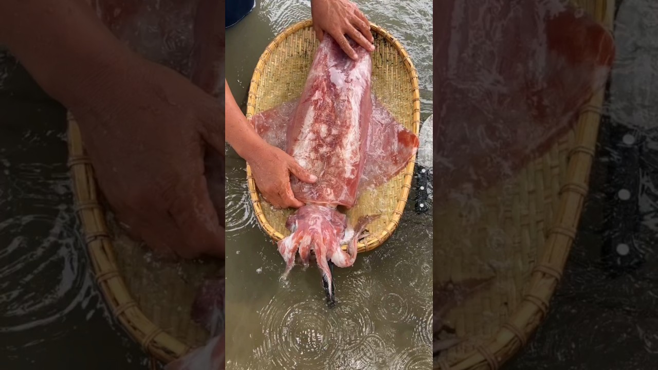 The Most Satisfying Squid Cleaning (ASMR) 🦑
