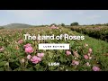 The Land of Roses | Buying Story