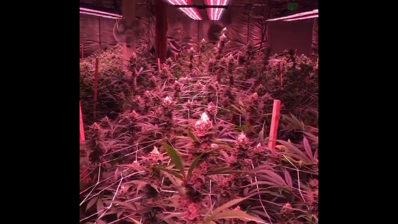 VividGro® LED Grow Lights - Huge Buds Grown Under LED - VividGro V2 Fixtures