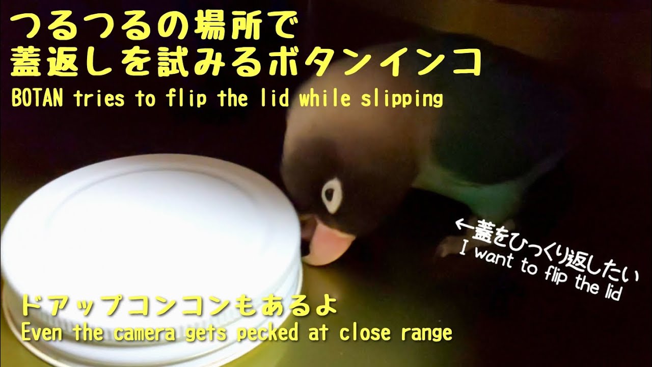 つるつるの場所で蓋返しを試みるボタンインコ