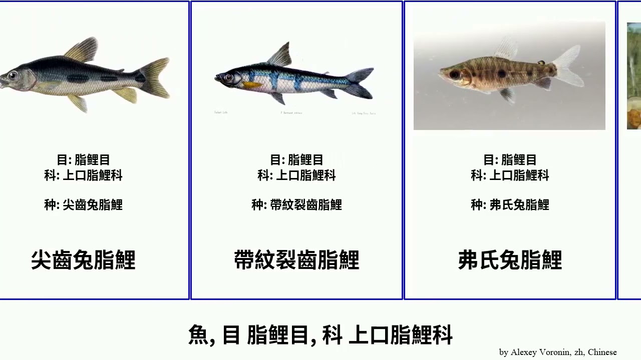 魚, 目 脂鲤目, 科 上口脂鯉科 fish Spring 戈瑟氏兔脂鯉 條紋裂齒脂鯉 Society 弧背兔脂鯉 弗氏兔脂鯉 佩拉兔脂鯉 扁脂鯉 銀棕皺牙脂鯉 肋斑兔脂鯉 飾帶稚脂鯉 安芬兔脂鯉