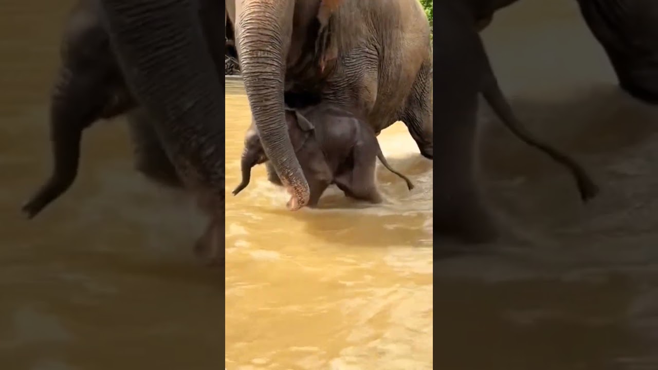 Baby Elephant Playing & Running Around 🐘💨 Adorable Moments!"|| 