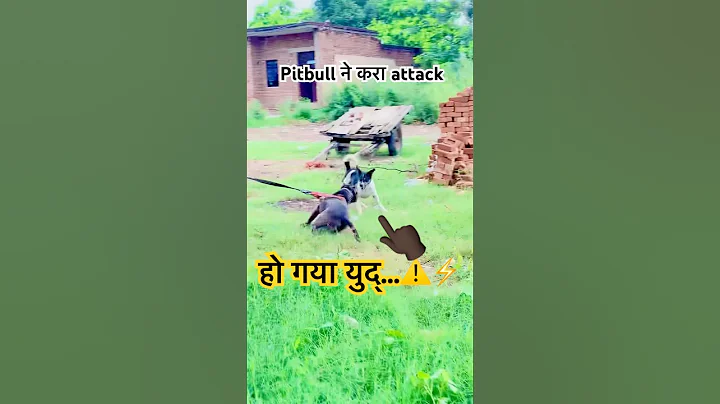 #pitbull #dog #vs #streetdog #desi #dangerdog #shortvideo #viralshorts #viralvideo #viral #trending