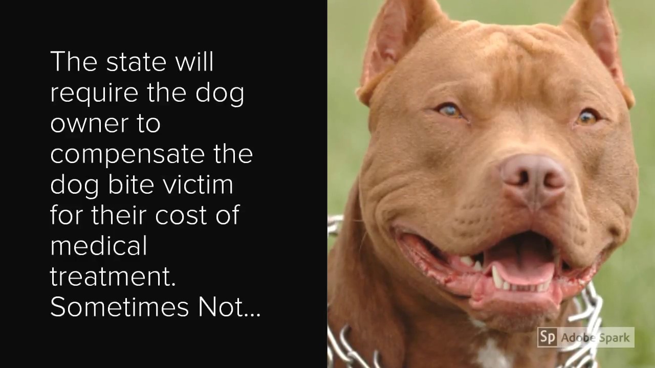 los angeles dog bite attorney los angeles dog bite attorney