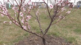 Обрізка персика та нектарина: як, коли й навіщо