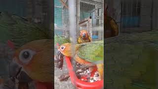 #sunkonur tem birds