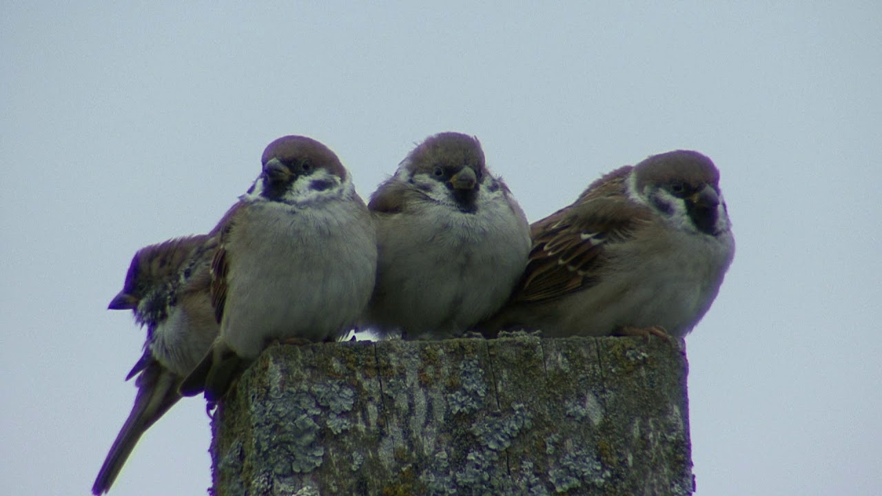 PILFINK Eurasian Sparrow (Passer montanus) Klipp - 3321 