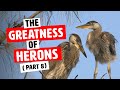 Episode 13: The Greatness of Herons Part 8