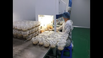 Tận cảnh nhà máy sản xuất đông trùng hạ thảo tại việt nam theo tiêu chuẩn GMP